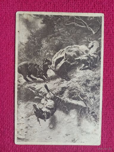 Охота на барса. 30 гг. Чистая.