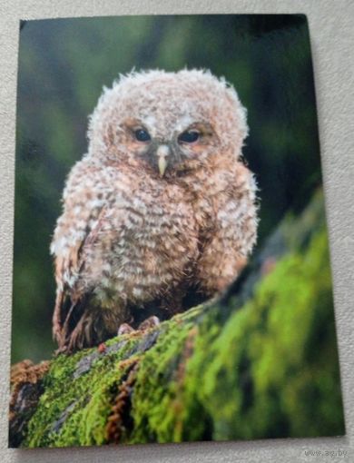 Посткроссинг. Открытка из Австрии: сова, фотограф Йири Зузанек (10х15). Прошла почту. Марки, чёткий штемпель.