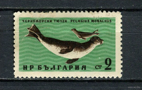 Болгария - 1961 - Средиземноморский тюлень-монах 2St - [Mi.1243] - 1 марка. Гашеная.  (Лот 25Fo)-T25P22