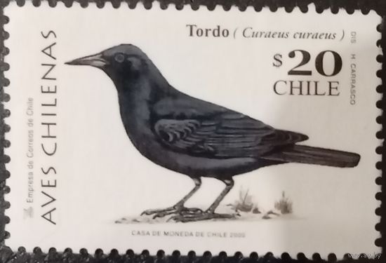 Чили 2000. Фауна. Птицы. Curaeus