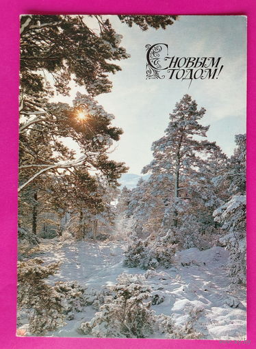 С новым годом! Чистая. 1978 года. Фото Лучинина. 2446.