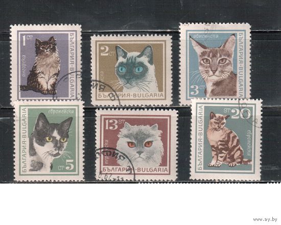 Болгария-1967, (Мих.1717-1722),    гаш. ,Фауна, Кошки (полная серия)
