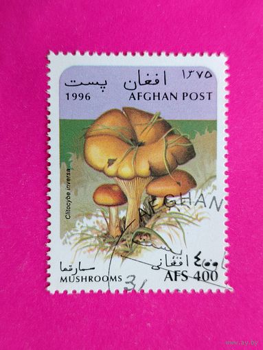 Афганистан. Грибы. ( 1 марка ) 1996 года. 2-12.