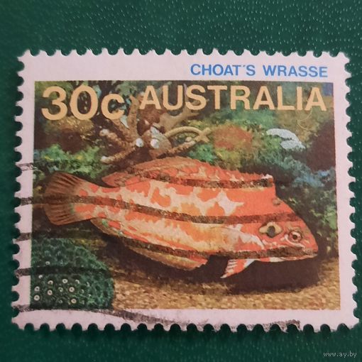 Австралия. Фауна. Рыбы. Choats Wrasse