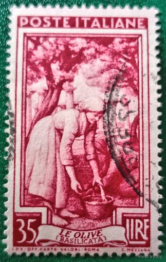 Италия 1950. Сборщики оливок