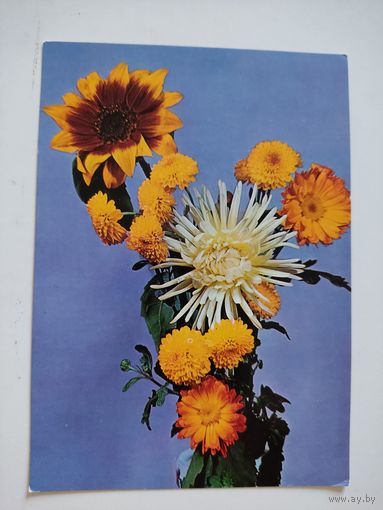 Чистая польская открытка с цветами, 1971 г.