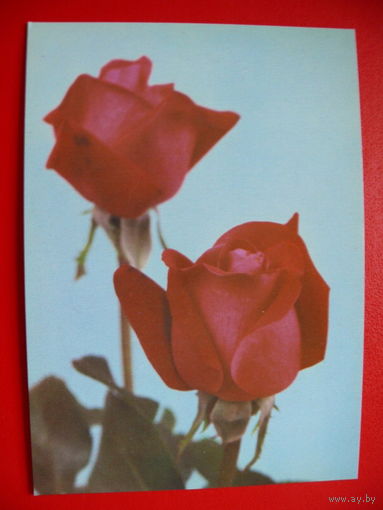 Жибуртович З., Розы, 1981, чистая (Польша).