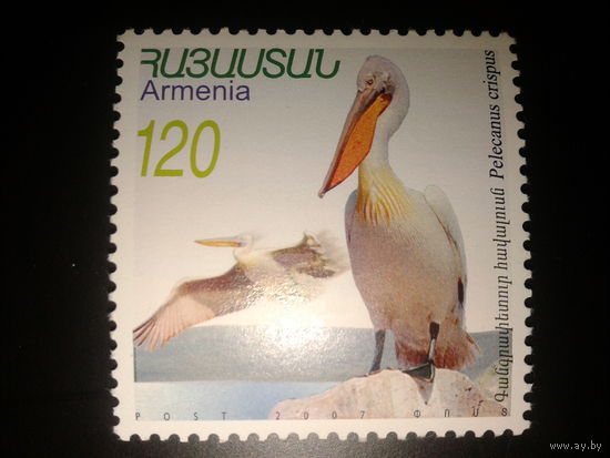 Армения. 2007г. Пеликан.