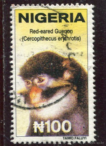 Нигерия. Обезьянка