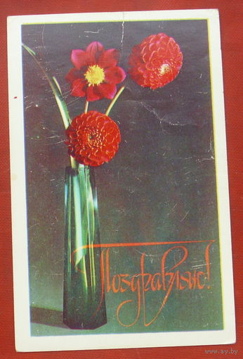 Поздравляю! Чистая. 1979 года. Фото Стейнерта. *112.