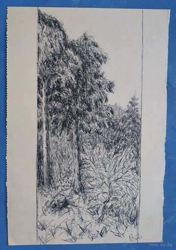 Романов С. Деревья. Рисунок. Тушь. Бумага. 14х20 см
