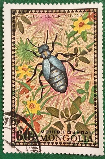 Монголия 1972. Жук нарывник. Meloe centripubens