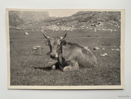 Фотография. Фото. Открытка. Ретро. Старинная. 1937 год.