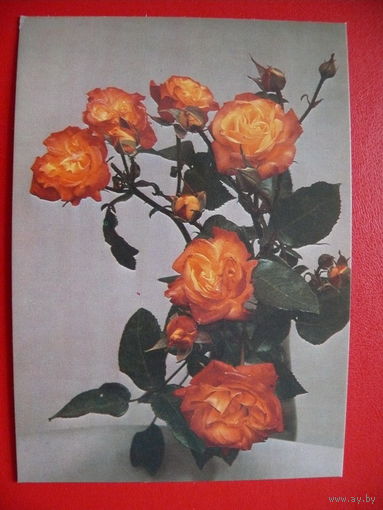 Садовски С., Розы, 1981, чистая (Польша).