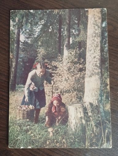 Сбор грибов.Чистая.1954г.