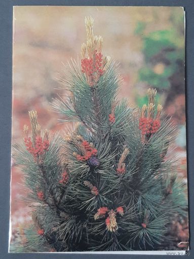 Чистая. Двойная. С Новым Годом! Кондрашевский 1989 г.