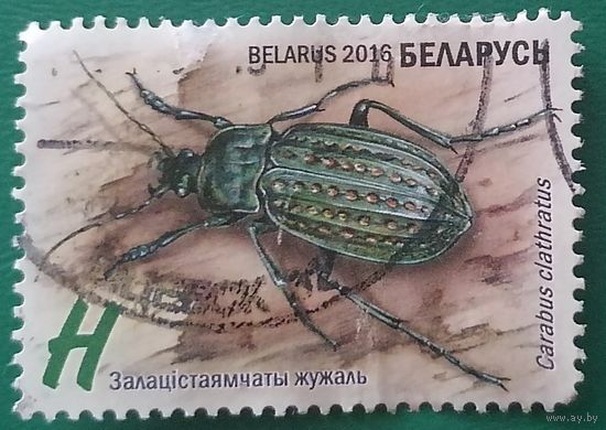 Беларусь Жук 2016