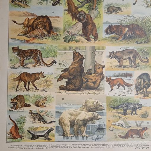 Энциклопедическая гравюра .MAMMIFERES 2.  Франция конец 19века.          .31х24см.