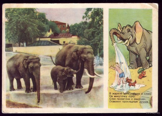 1955 год Б.Степанцев В жаркий день зайдём к слону