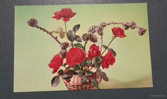 Открытка "С Днем рождения" фото М.Мезенцева 1975г. чистая