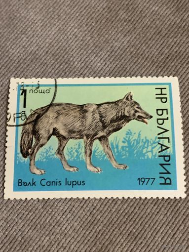 Болгария 1977. Фауна. Canis lupus. Марка из серии