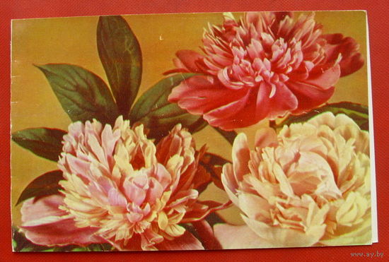 8 Марта! Чистая. Двойная. 1977 года. Круцко. 565.