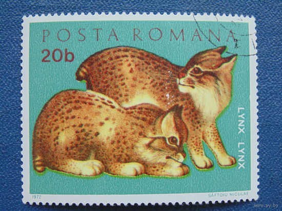 Румыния 1972 г. Рысята.