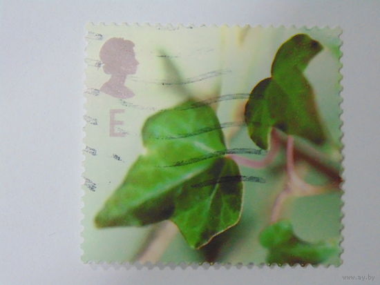 Великобритания. Цветы.