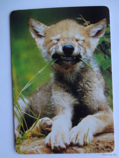 Календарик 1997 г. Лисенок.