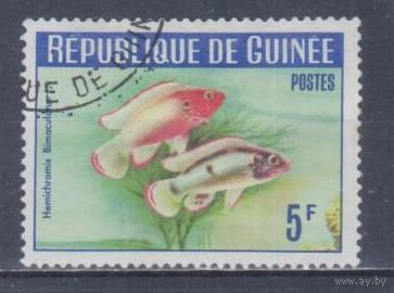 [1212] Гвинея 1964. Фауна.Рыбы. Гашеная марка.