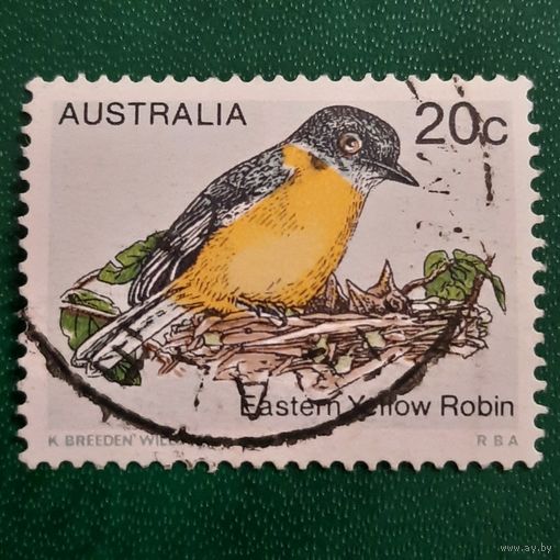 Австралия. Фауна. Птицы. Eastem Yellow Robin