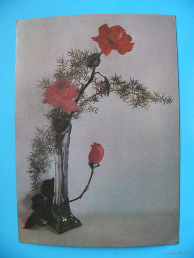 Фото Анисонян Р., Баранникова В., Розы, 1981, чистая.