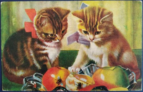 Котята. Латвия. 1934 г.