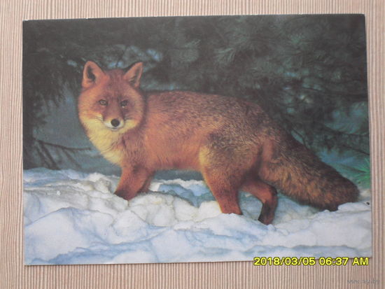 ЧИСТАЯ ПОЧТОВАЯ ОТКРЫТКА.ЛИСА.фото.Г.СМИРНОВА 1990г.