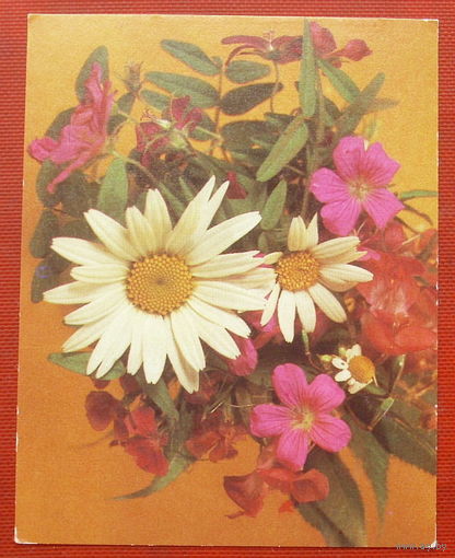 Цветы. Чистая. Мини. 1987 года. Фото Тяпченкова.