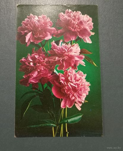 Открытка "Пионы" фото Г.Костенко 1975г. чистая