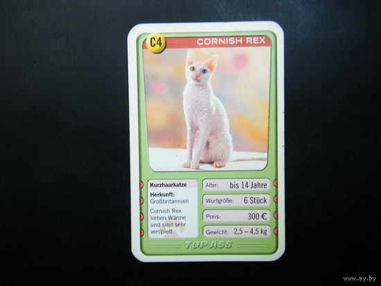 Карточка КОШКИ 18
