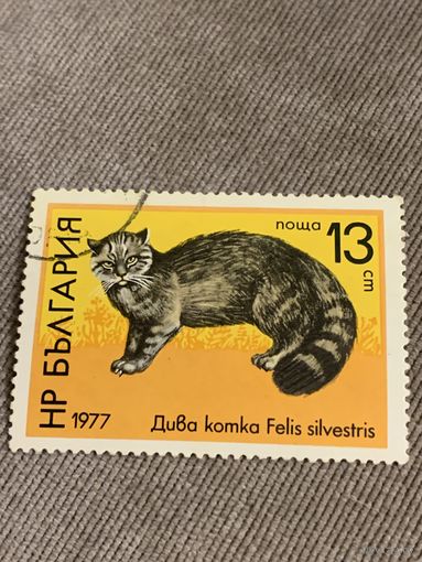 Болгария 1977. Фауна. Felis silvestris. Марка из серии