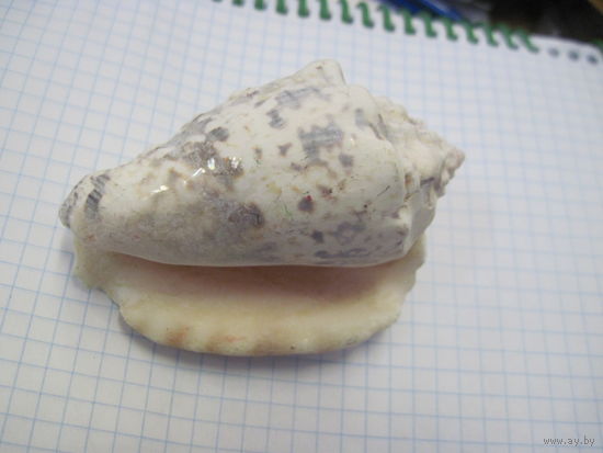 Ракушка с рубля!