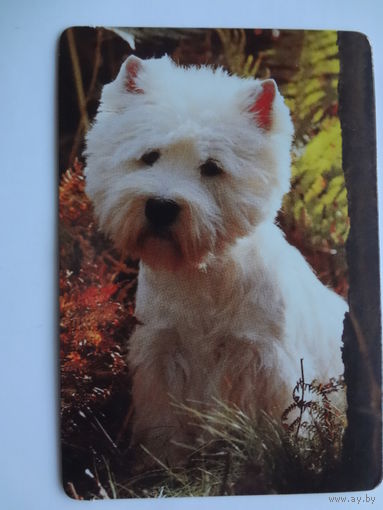 Календарик 1997 г. Собачка.