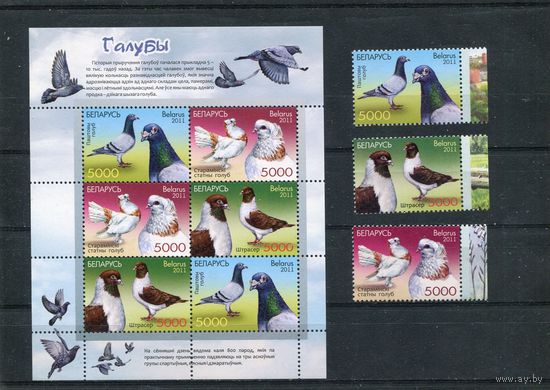 Беларусь 2011. Фауна. Голуби.