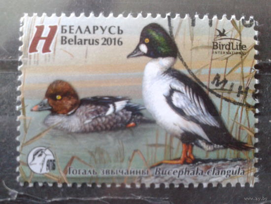 2016 Гоголь