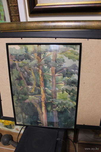 Авторская работа Драненко Н.А. 1980, акварель "Сосновый лес" размер по раме 30Х40, бумага, оформлена в раму, подпись автора на лицевой стороне