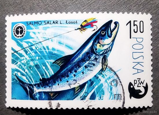 Марка Польша 1979 год Рыба