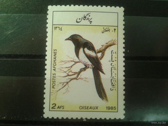 Афганистан, 1985. Сорока обыкновенная