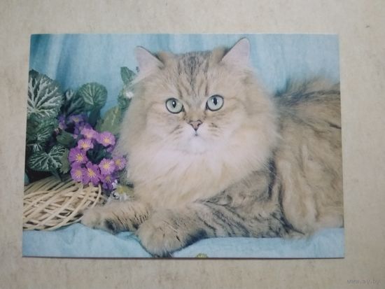 Карманный календарик . Котик. 2002 год