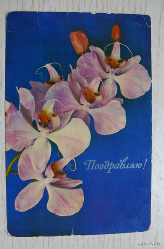 Веселухин А., Поздравляю! 1977, подписана (размер 9*14).