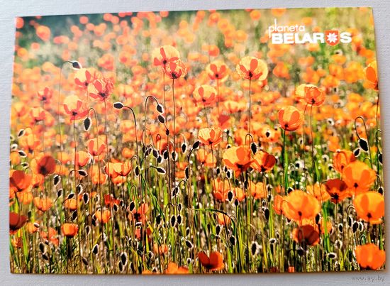 Серия "Планета "Беларусь" . Маковое поле. Открытка