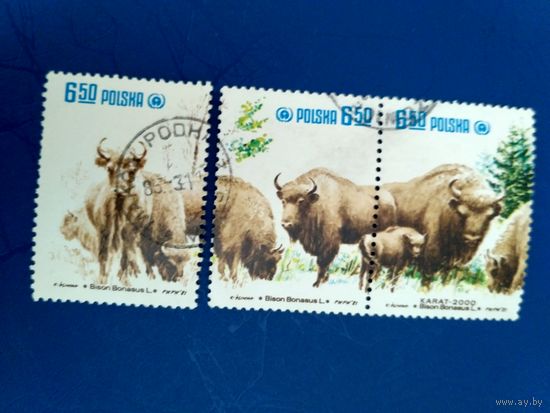 Польша. Зубры. 3 марки из серии 1981 года (4)