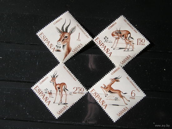 Испанская Сахара 1969, Газели
